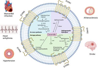 The therapeutic potential of sphingolipids for cardiovascular diseases